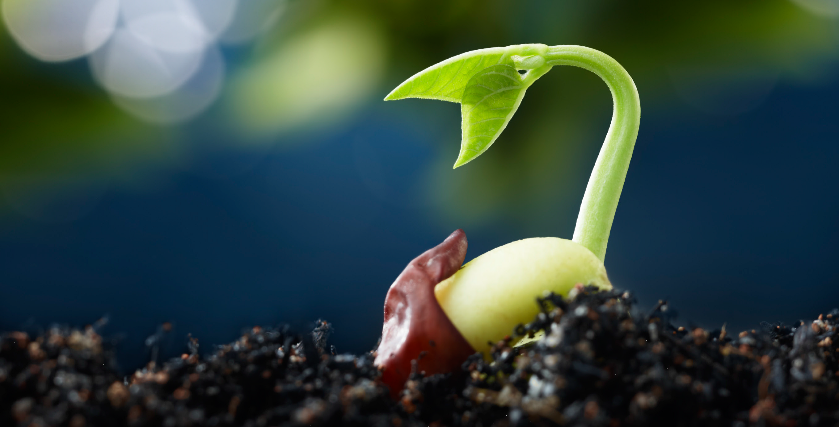 A germinating seed By U.S. Department of Agriculture - Seedling, Public Domain, https://commons.wikimedia.org/w/index.php?curid=37911623